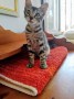 Arya